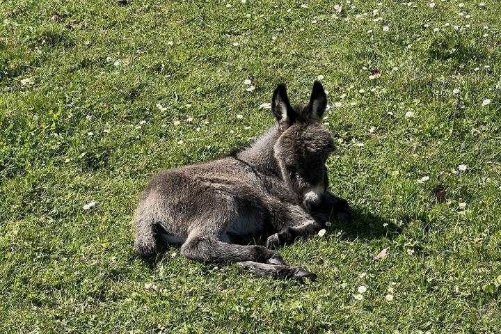 Maverick faisant une petite sieste bien méritée