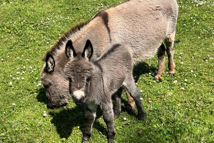 Maverick et sa maman Viktoria 