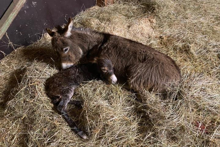 Naissance de Miya Francarolis ânesse micro