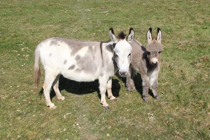 Amour et Orya