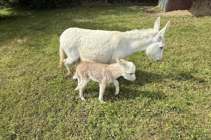 Anastasia ânesse micro et sa maman Kiwi