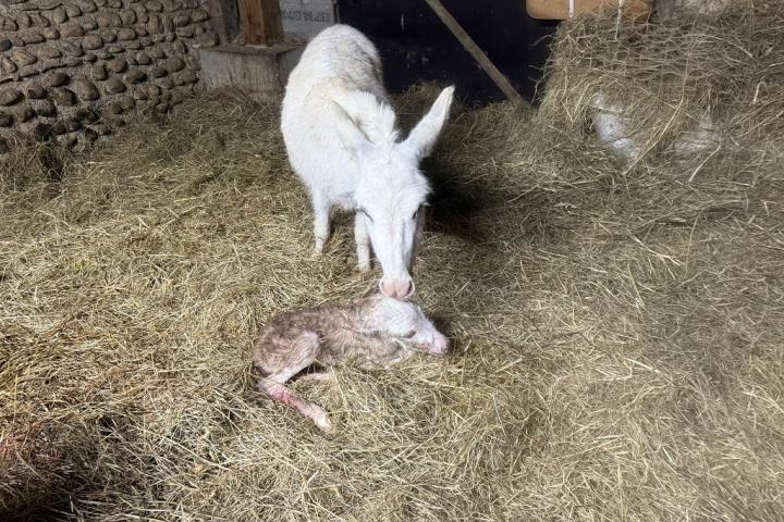 Naissance d'Anastasia ânesse micromini pie blanche et rouge