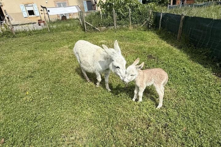 Anastasia Francarolis et Kiwi sa maman