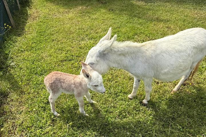 Kiwi et Anastasia son bébé