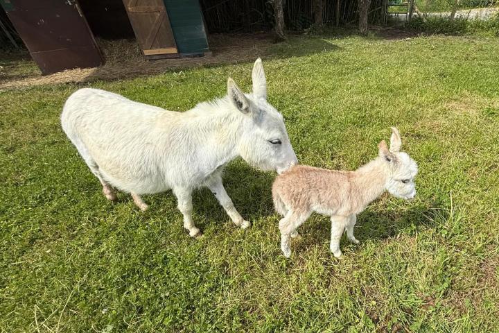 Kiwi et Anastasia son bébé