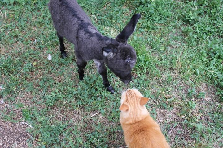 Lui et Tictic le chat