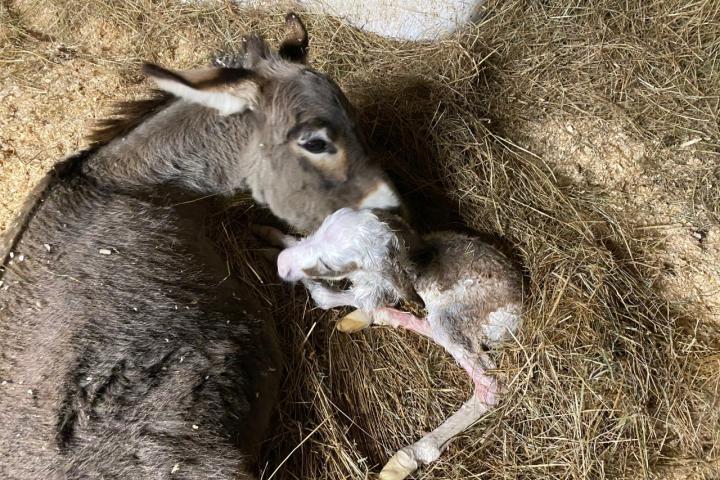 Fanfan à la naissance