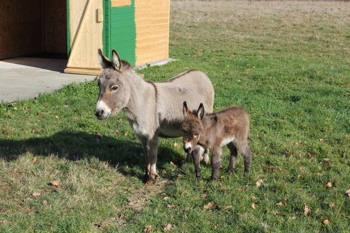 Canaille Francarolis et sa maman Pinch ânesses micros