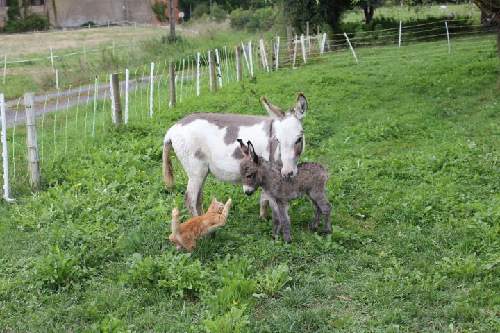 Asti Francarolis ânesse microminiature bébé avec maman et Chipie 