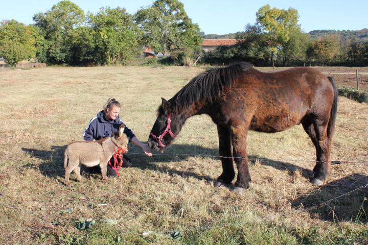 Asti Francarolis ânesse micro et Rec le cheval