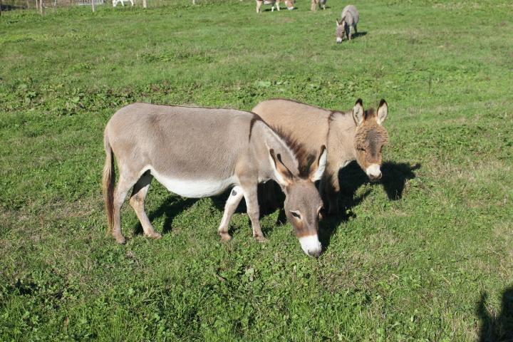 Asti Francarolis et son ânon Léo