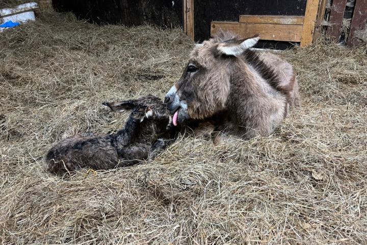 Naissance de Bastian Francarolis ânon mâle micromini gris