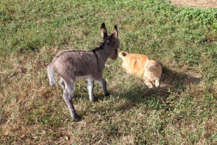 Bastian et Tictic le chat