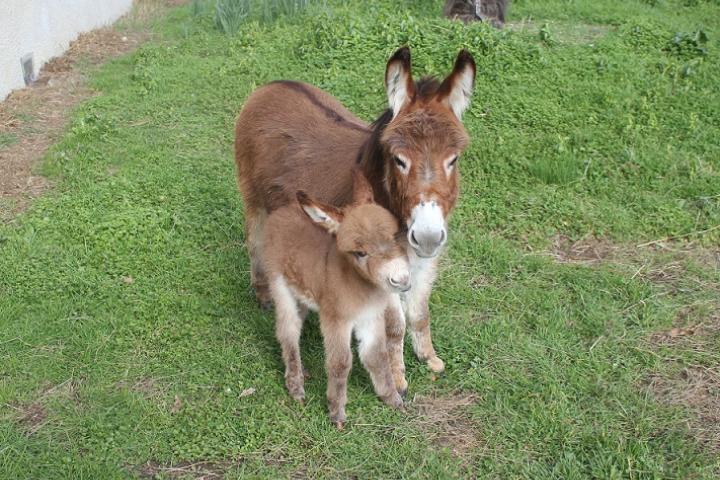 Nala Francarolis et Capucine