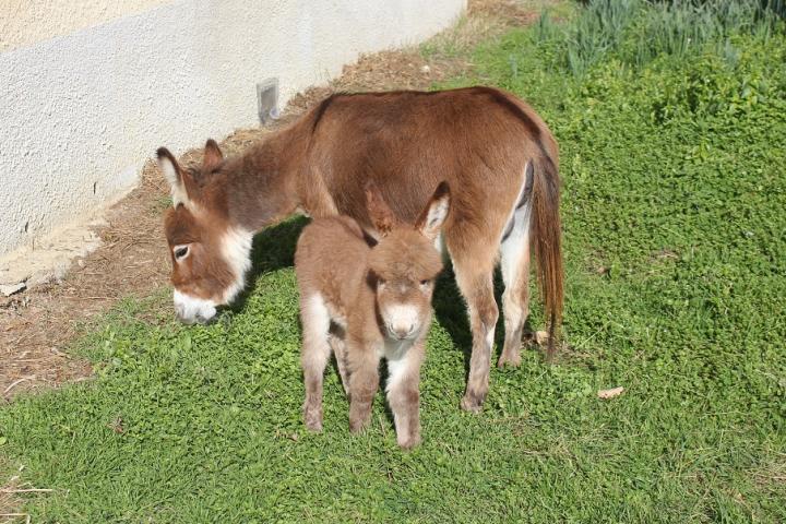 Nala Francarolis ânesse américaine micro rouge et sa maman