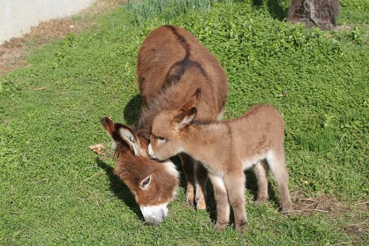 Nala Francarolis et Capucine quelques jours après sa naissance