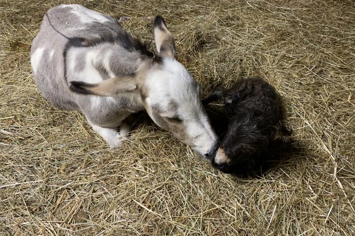 Bibiche à la naissance