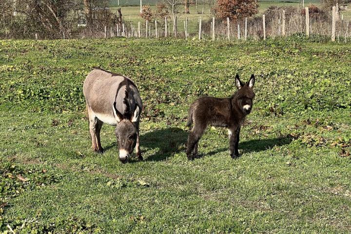 Bibou Francarolis sublime ânesse ultramini et sa maman Dana