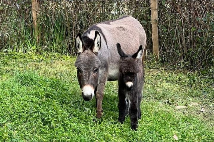 Bibou Francarolis anesse américaine micromini