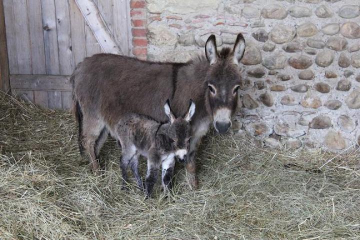 ânesse micromini américaine Carrie et son ânon femelle