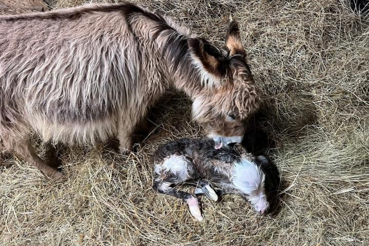 Cherokee Francarolis mâle micro pie MDR naissance
