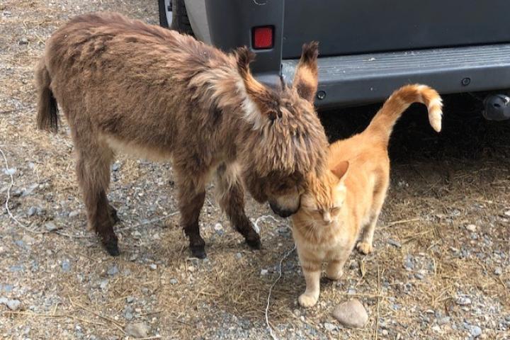 Daisy et Tictic le chat