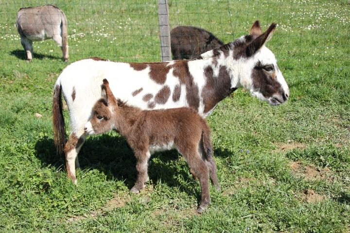 Danette et Nesquick