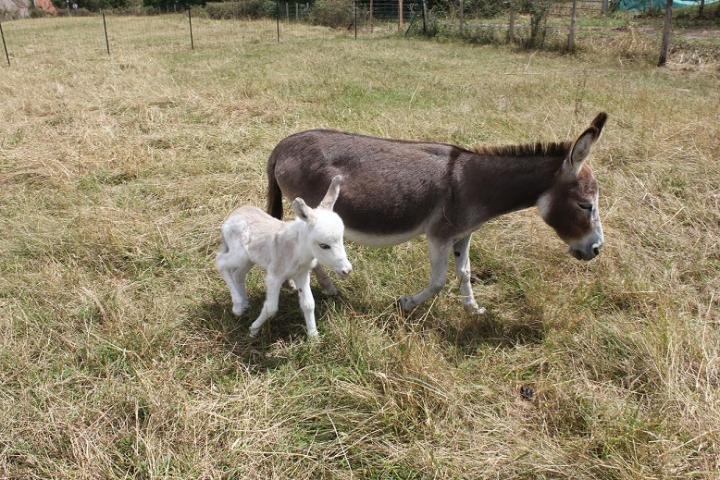 Draco Francarolis et sa maman Salome ânesse miniature américaine