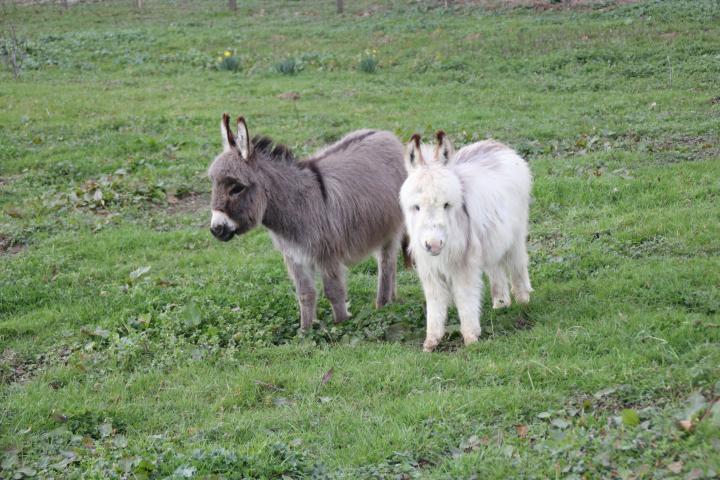 Emeraude Francarolis et son copain Oscar