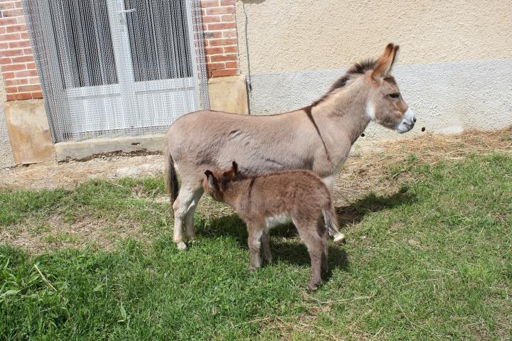 Fauve et son ânon rouge femelle