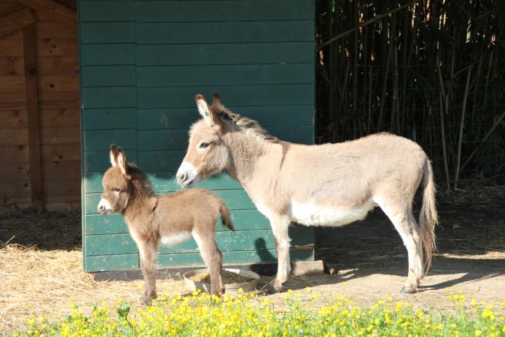 Fauve Francarolis et Gipsy