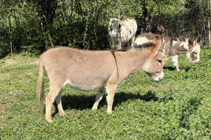 Fauve Francarolis ânesse miniature rouge clair MDR