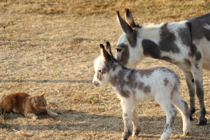 Filou et Chipie