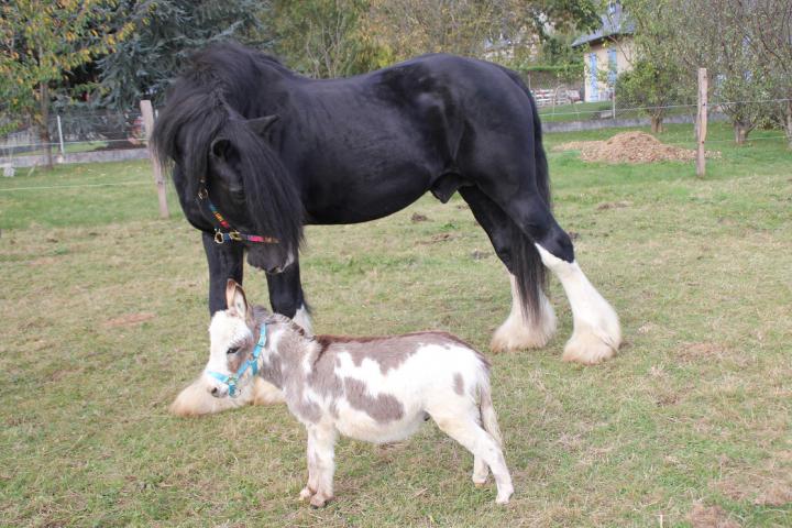 Filou ane miniature et Oscar