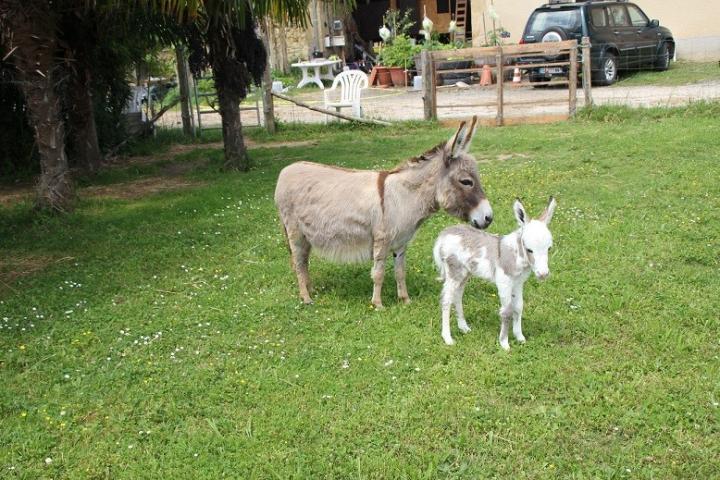 Harmonie Francarolis et Happy Francarolis