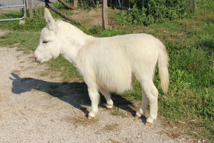 Hartiste Francarolis mâle blanc et rouge