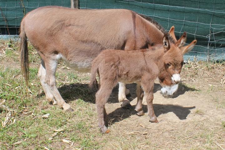 Jerry Francarolis ânon mâle miniature rouge et Sandy sa maman