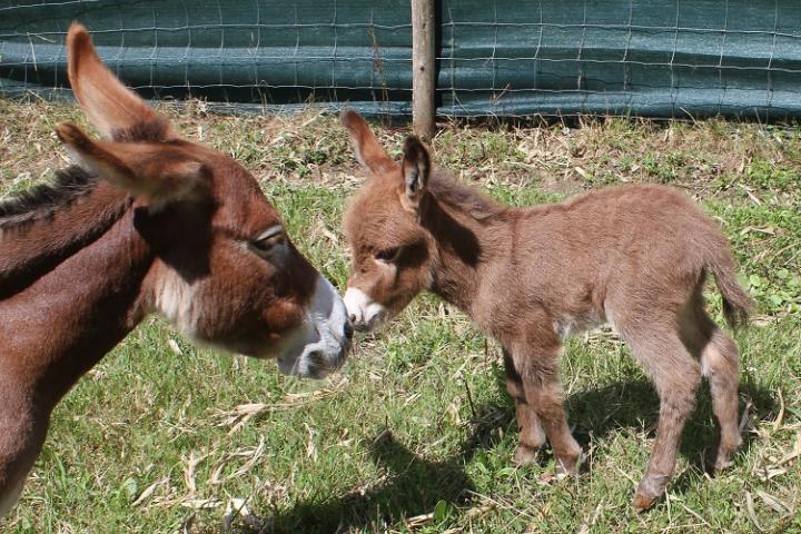 Jerry Francarolis et Sandy sa maman ânesse miniature rouge américaine