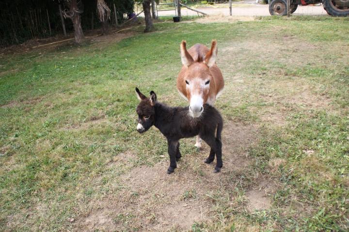 Jolene et son ânesse Ninon