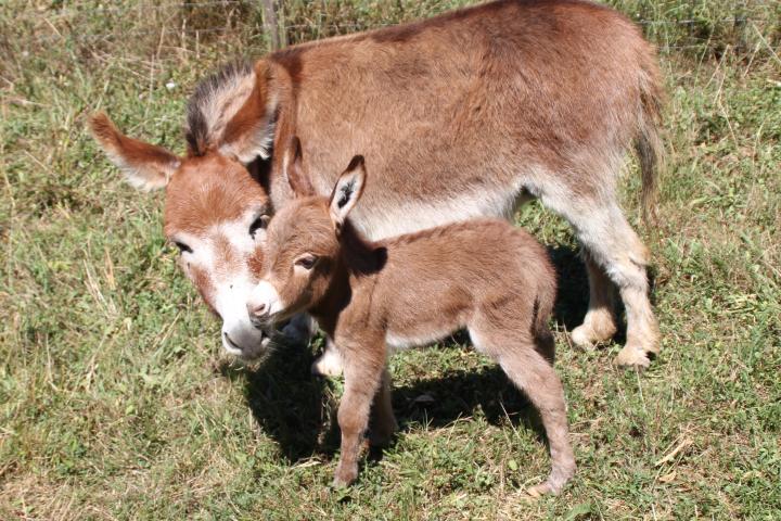 Jolene et Sunny son ânesse micro rouge