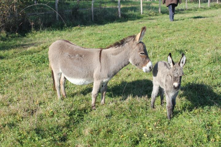 Jolicoeur et maman