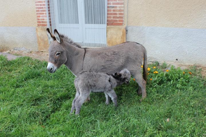 Jolicoeur qui tète et maman Armonie