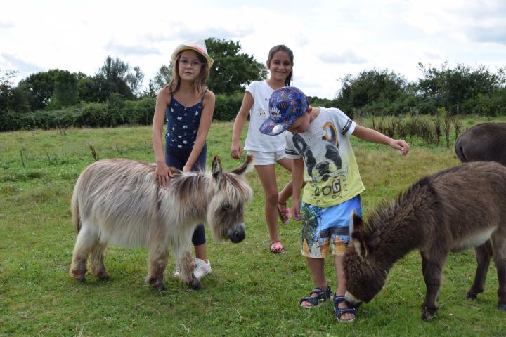 ane microminiature woolly américain koquin et les enfants