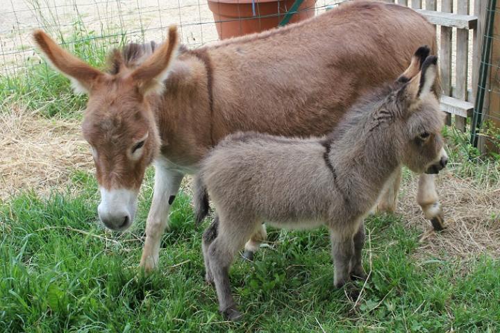 Lancelot et Sandy 