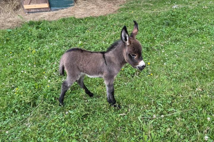 Lily Francarolis ânesse miniature brune MDR