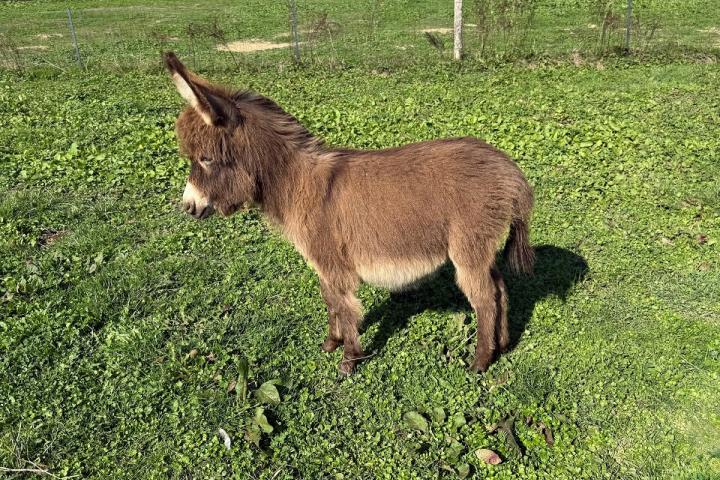 Lily Francarolis ânesse miniature MDR