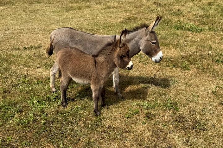 Lily Francarolis ânesse miniature MDR