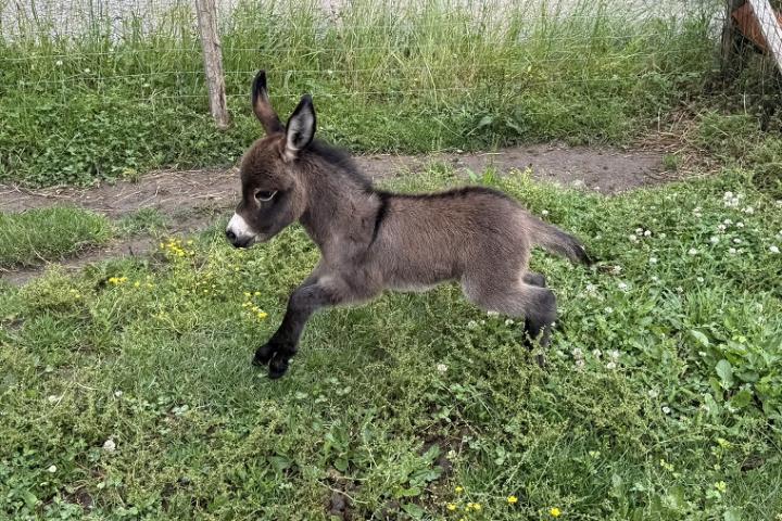 Lily Francarolis ânesse miniature MDR