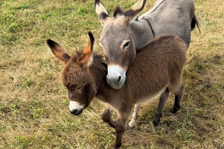 Lily Francarolis ânesse miniature MDR