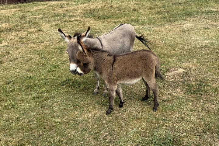 Lily Francarolis ânesse miniature MDR